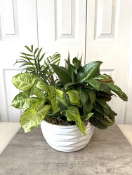 Ceramic Dish Garden 10 Inch from Aladdin's Floral in Idaho Falls
